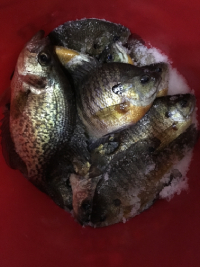 Family Ice Fishing Pike and Crappies